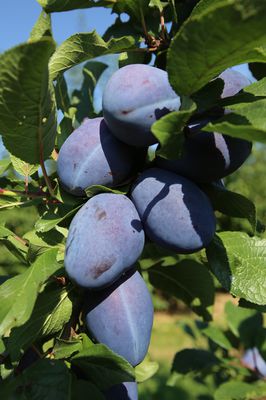 Zwetschge 'Joganta', Prunus domestica