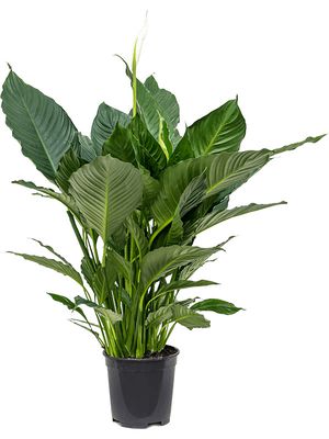 Spathiphyllum 'Silvana', Busch, im 19cm Topf, Hhe 90cm, Breite 70cm