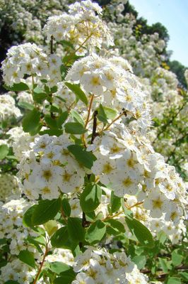 Spiraea vanhouttei, Prachtspiere, Hinrichs, XXL Pflanze