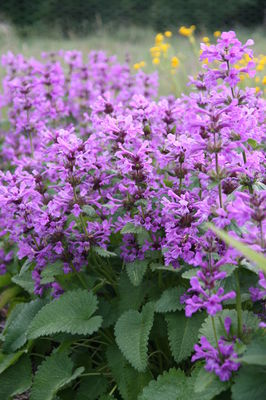 Stachys grandiflora 'Superba'