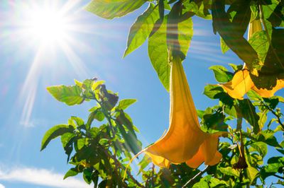 Giftige Datura, Stechapfel – Pflege, Vermehrung & Überwintern