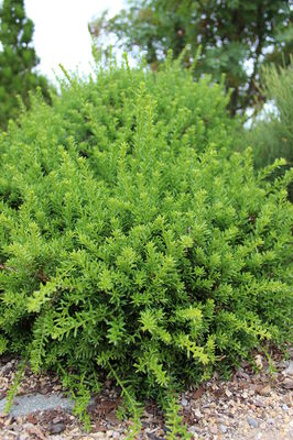 etablierte Pflanze im Garten