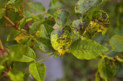 Gelbe Bltter bei Rosen &#8211; was sind die Ursachen und was tun?