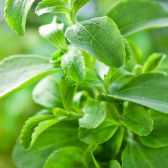 Stevia &ndash; Pflanze: Pflege und Vermehrung vom S&uuml;&szlig;kraut