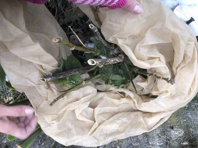 Stockrosen überwintern