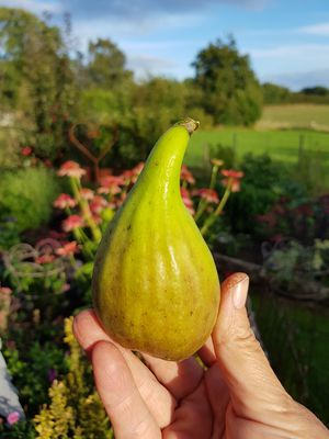 Mit Stoizismus das Beste im Garten hervorlocken 