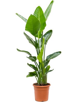 Strelitzia nicolai (120-140), Tuff, im 24cm Topf, Hhe 130cm, Breite 60cm