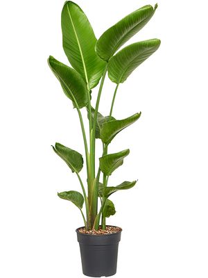 Strelitzia nicolai 2PP in P24, Tuff, im 24cm Topf, Hhe 140cm, Breite 50cm