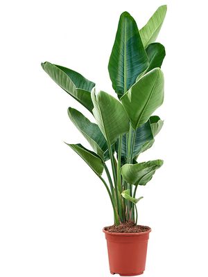 Strelitzia nicolai (90-110), Tuff, im 21cm Topf, Hhe 100cm