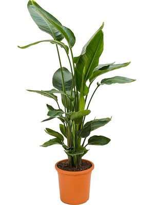 Strelitzia nicolai, Tuff, im 26cm Topf, Hhe 110cm, Breite 70cm