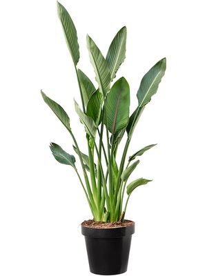 Strelitzia reginae (80-100), Tuff, im 30cm Topf, Hhe 100cm, Breite 60cm