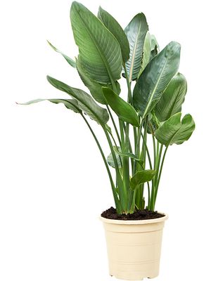 Strelitzia reginae (80-110), Tuff 3/4pp, im 24cm Topf, Hhe 95cm, Breite 55cm