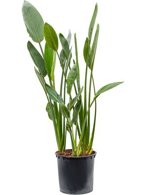 Strelitzia reginae, Tuff, im 34cm Topf, Hhe 150cm, Breite 60cm