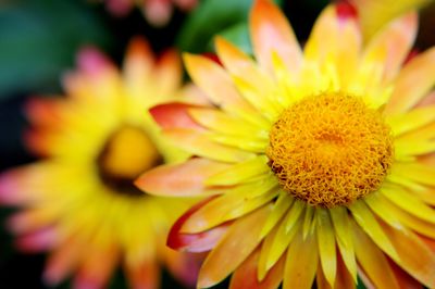 Wie kann die Strohblume richtig &uuml;berwintern?