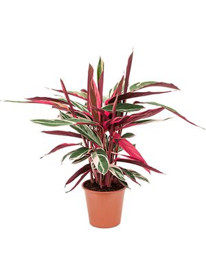 Stromanthe Sanguinea 'Triostar', Busch, im 19cm Topf, Hhe 55cm, Breite 45cm