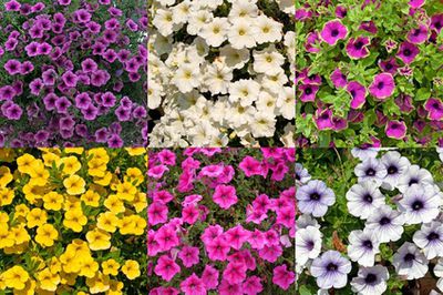 Petunia Surfinia: Pflege, Standort, Aussaat & Krankheiten