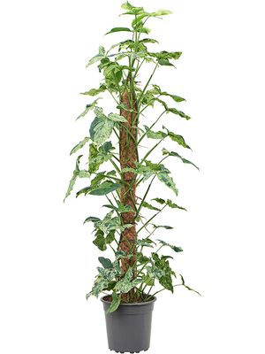 Syngonium mottled 'Mojito', Moosstab 120, im 27cm Topf, Hhe 140cm, Breite 60cm