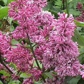 Syringa prestoniae 'Redwine', XXL Gehlze Hinrichs