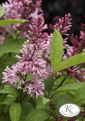 Syringa josiflexa 'James Macfarlane'