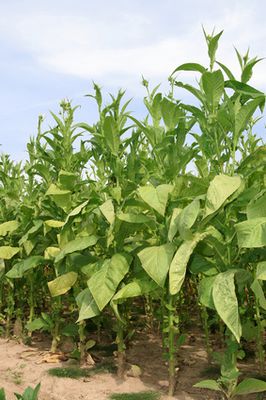 Tabakpflanze (Nicotiana): Samen, Anbau & Pflege