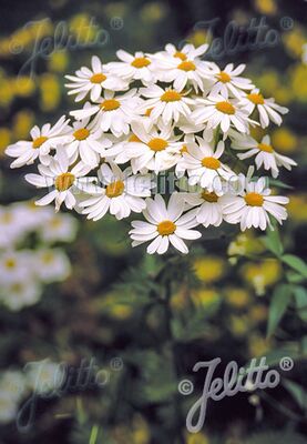 Tanacetum corymbosum