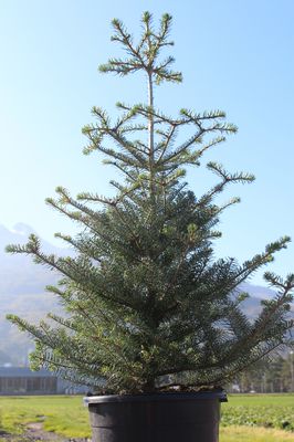 Abies koreana