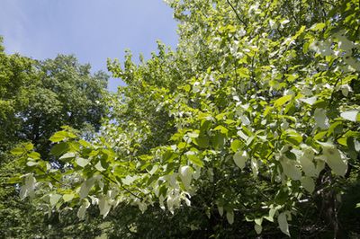 Taschentuchbaum (Davidia involucrata) &ndash; Anzucht &amp; Pflege