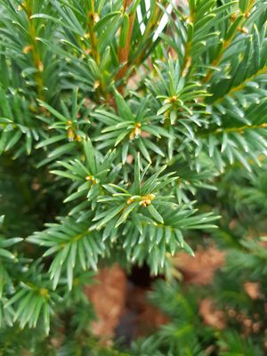 Taxus baccata Westerstede