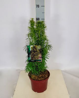 Taxus media 'Stefania' (S)