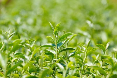 Teepflanze, Camellia sinensis anbauen und farmen