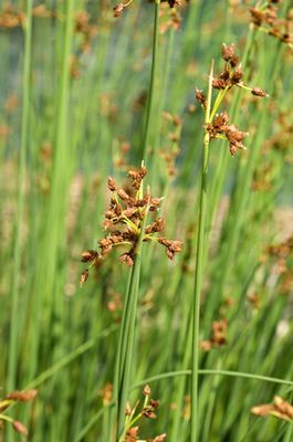 Teichbinse im Garten: Pflegen, Schneiden und Vermehren