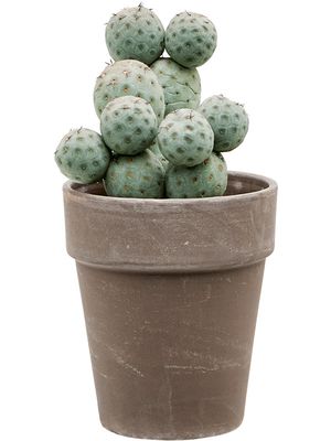 Tephrocactus geometricus, Verzweigt, im 17cm Topf, Hhe 45cm, Breite 30cm