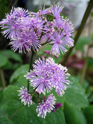 Christophskrautblttrige Wiesenraute 'Perfume Star