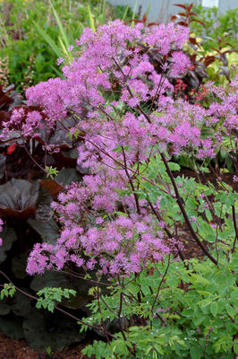 Wiesenraute 'Black Stockings'