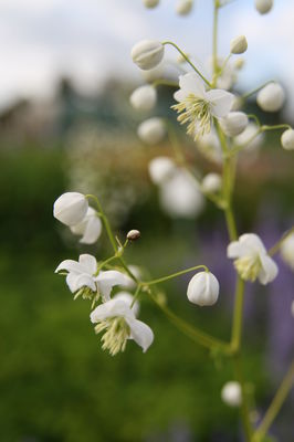 Garten-Wiesenraute 'Splendid White' (S)