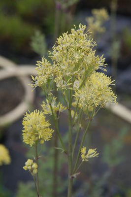 Thalictrum Flavum ssp. glaucum