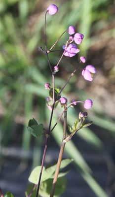 Thalictrum rochebrunianum