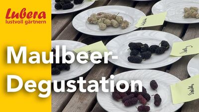 Maulbeere Geschmack – so vielfältig schmecken Maulbeeren