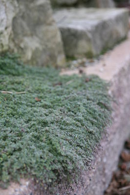 Thymus praecox var. pseudolanuginosus