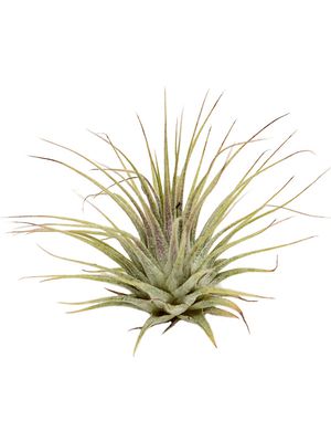 Tillandsia ionatha green 20/box, Airplant, Hhe 8cm