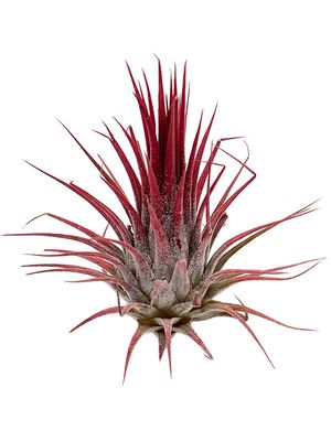 Tillandsia ionatha red 20/box, Airplant, Hhe 8cm