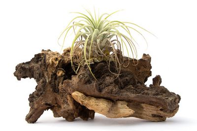 Tillandsien – Pflege, Befestigung und Arten der Bromelie
