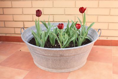 Tulpen im Topf - die besten Tipps und Tricks