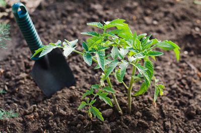 Welche Erde ist für Tomaten am besten?