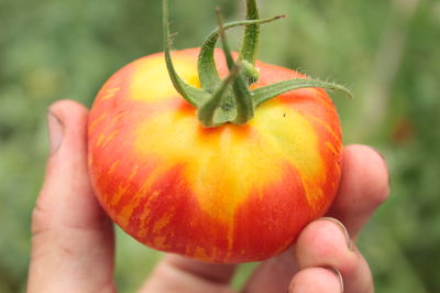 Tomaten - Anleitungen, Tipps und Tricks