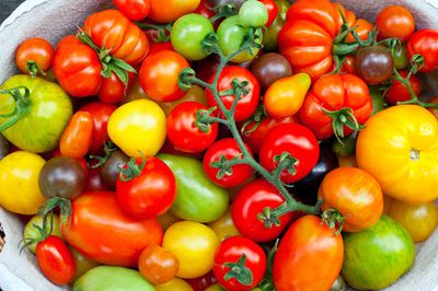 Tomatensorten-Liste: &Uuml;bersicht mit alten, guten &amp; ausgefallenen Sorten