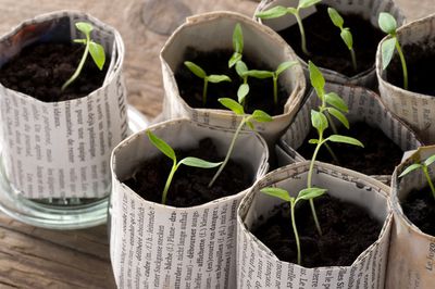 Keimdauer von Tomaten richtig einschätzen