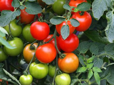Tomatenpflanzen schneiden &#8211; Tipps zum perfekten Schnitt