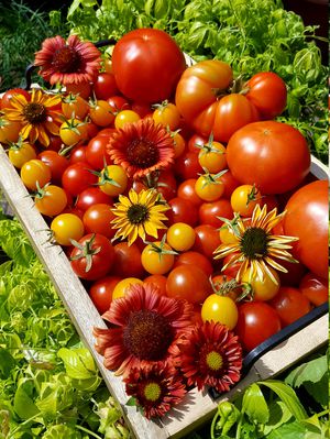 Tatort Zunge - oder warum mir Tomaten langsam Angst machen