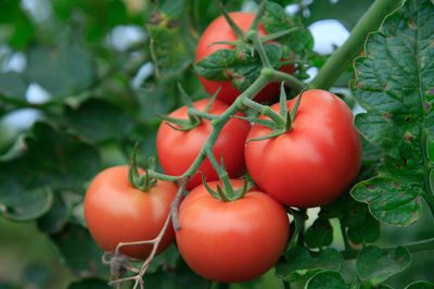 Warum Tomaten gesund sind - Informationen zum beliebtesten Fruchtgemse